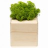 Декоративная композиция GreenBox Wooden Cube, зеленый - 